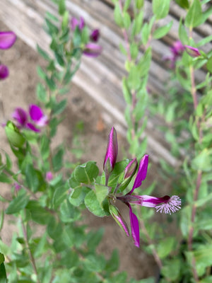 Polygala myrtifolia