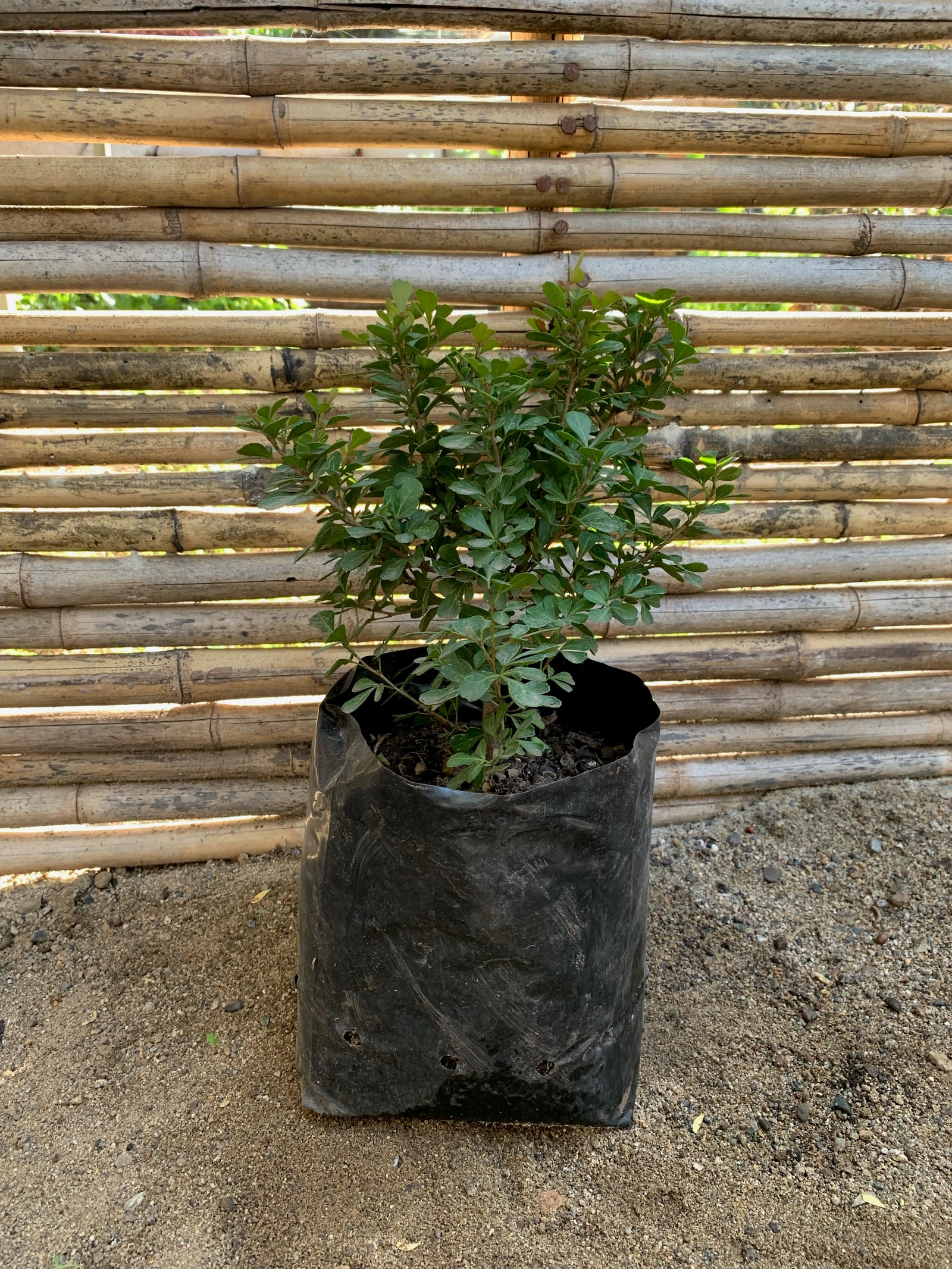 Rhus - Rhus Crenata (20cm)