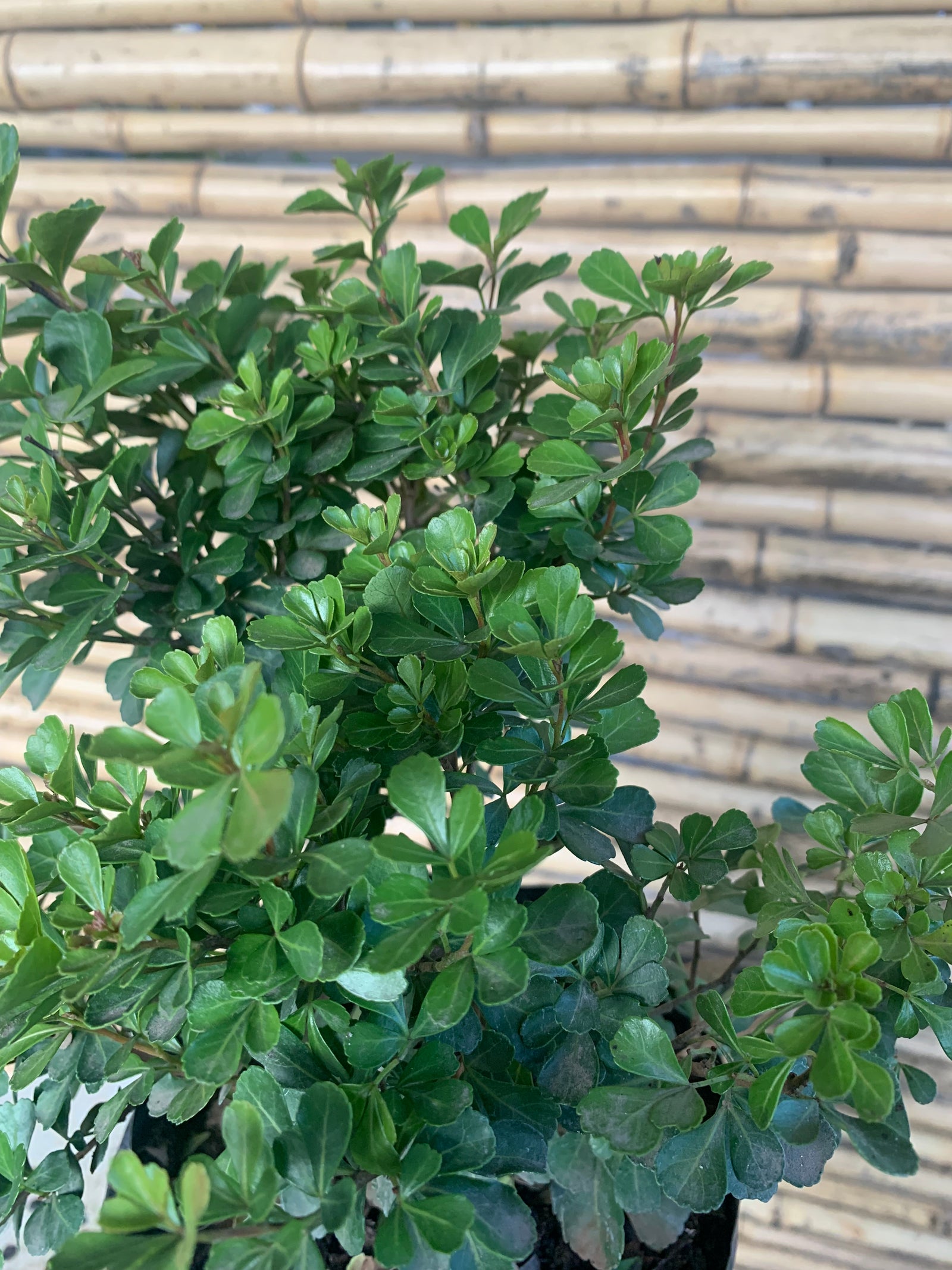 Rhus - Rhus Crenata (20cm)