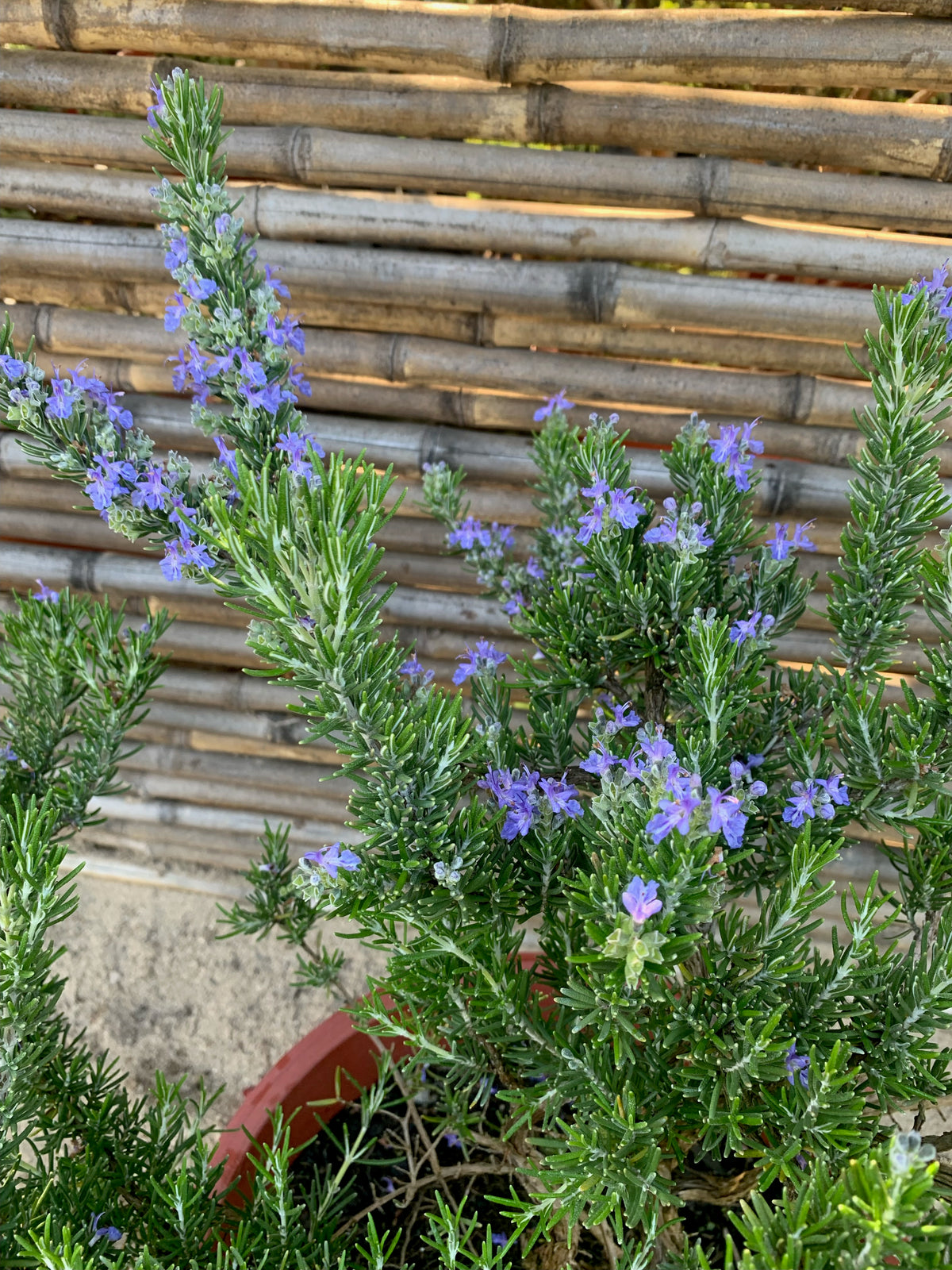 Romero Rastrero - Rosmarinus Officinalis Postratus