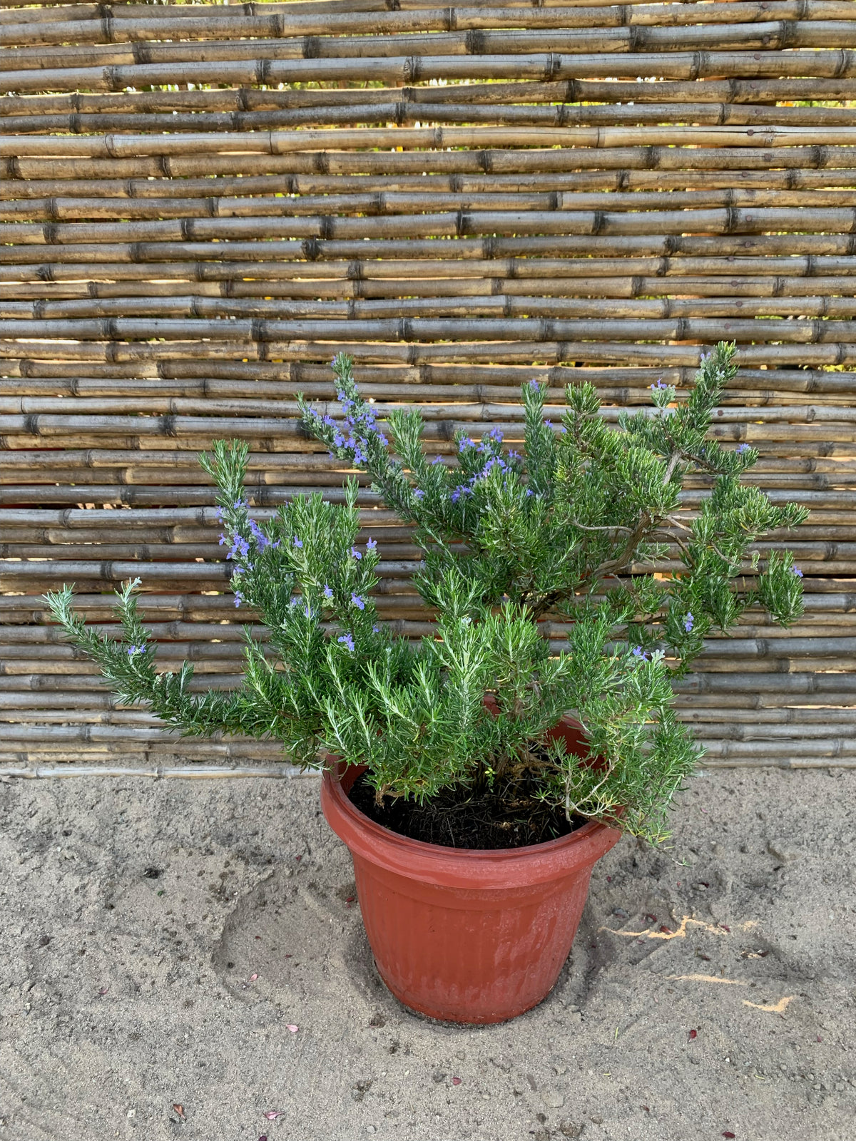 Romero Rastrero - Rosmarinus Officinalis Postratus