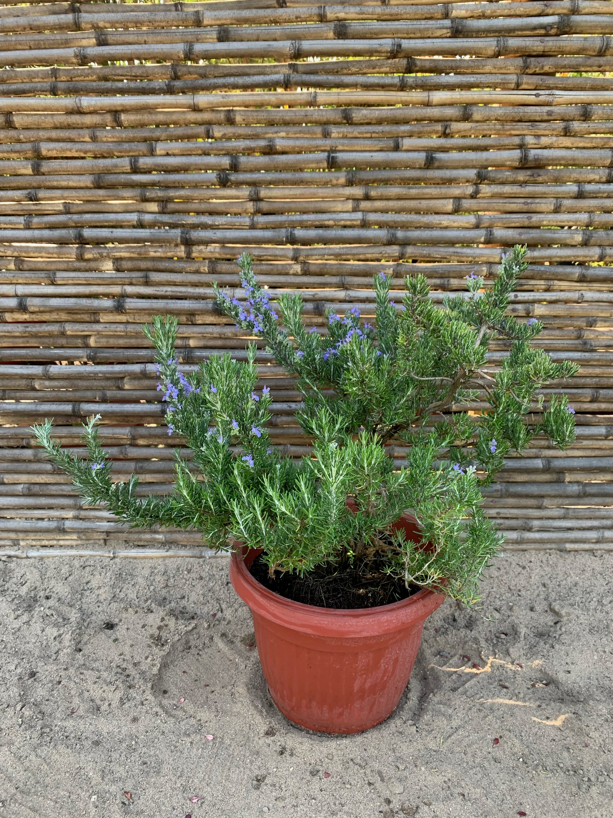 Romero Rastrero - Rosmarinus Officinalis Postratus