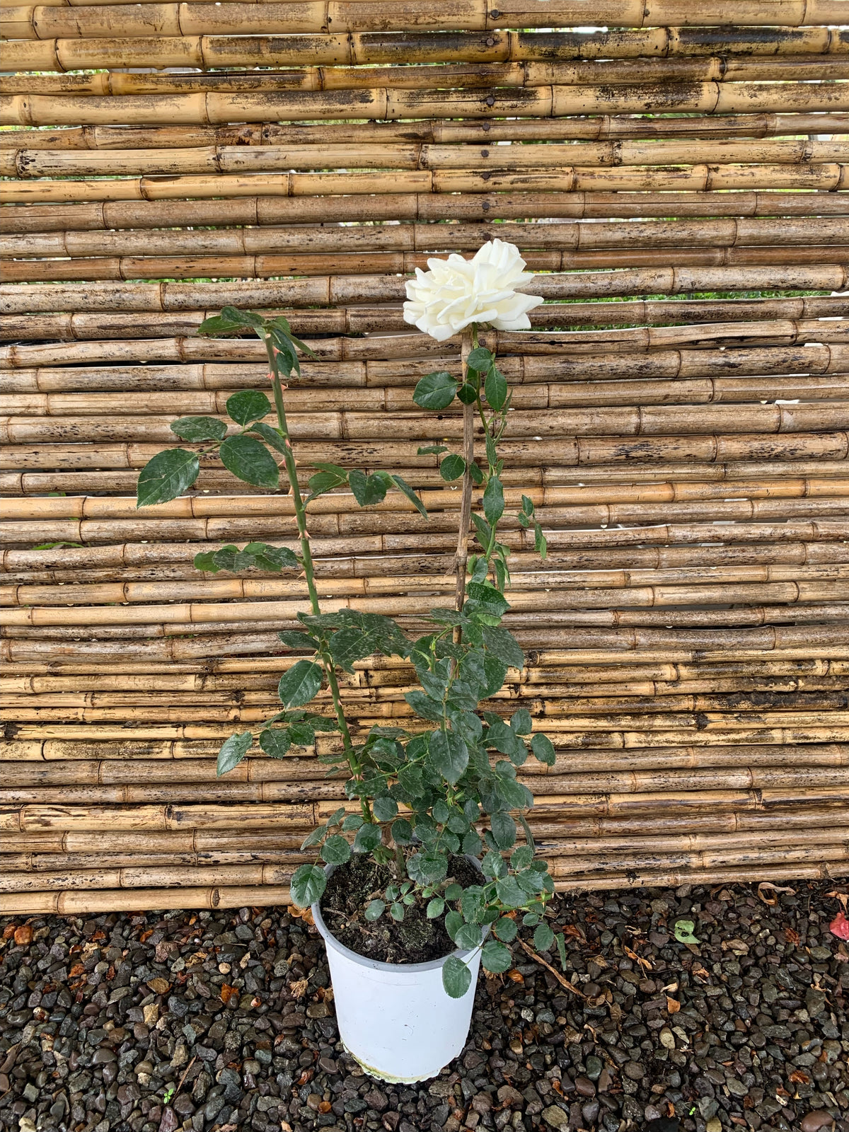 White Parfuma Roses Rosa Perfumada Blanca - White Perfumella - Agrícola y Comercial El ...