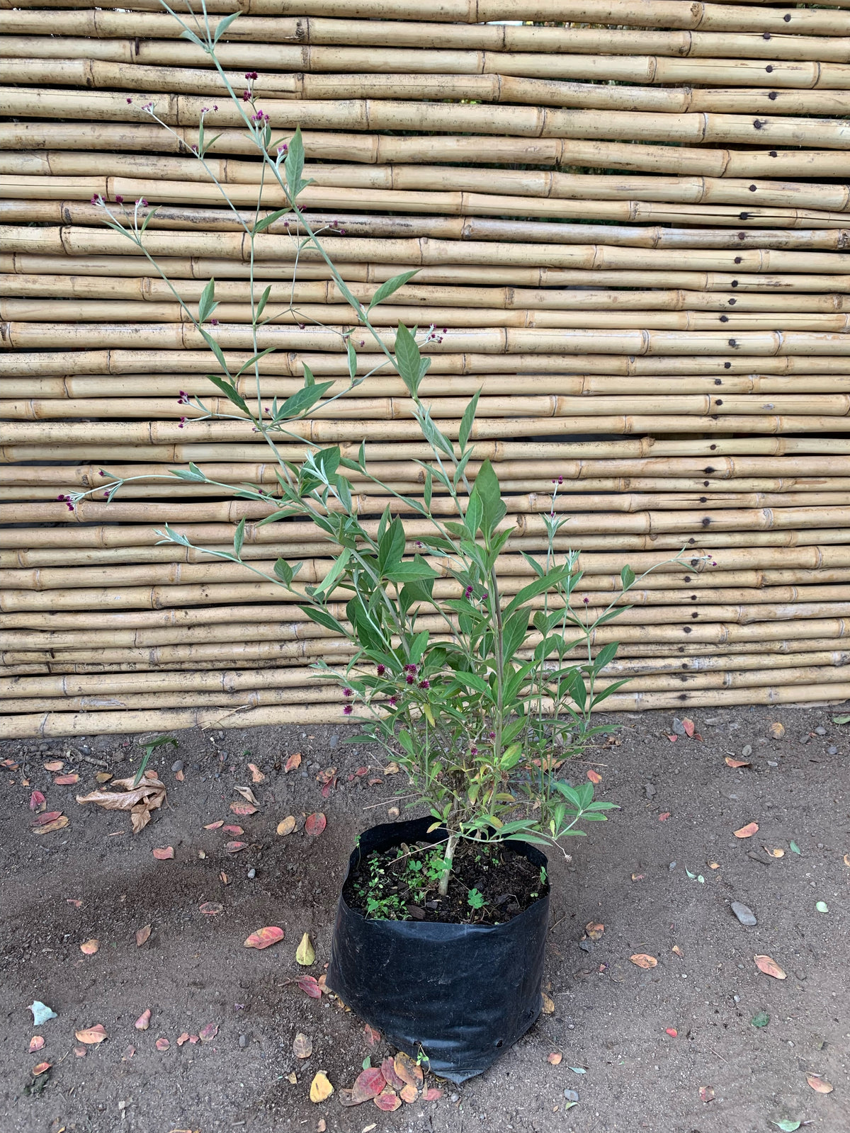 Rubi - Gomphrena Rubi