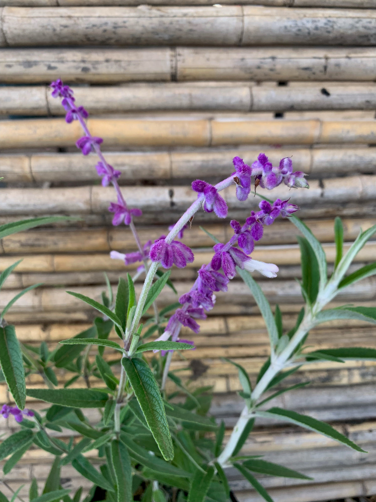 Salvia Leucanta - Salvia Leucantha