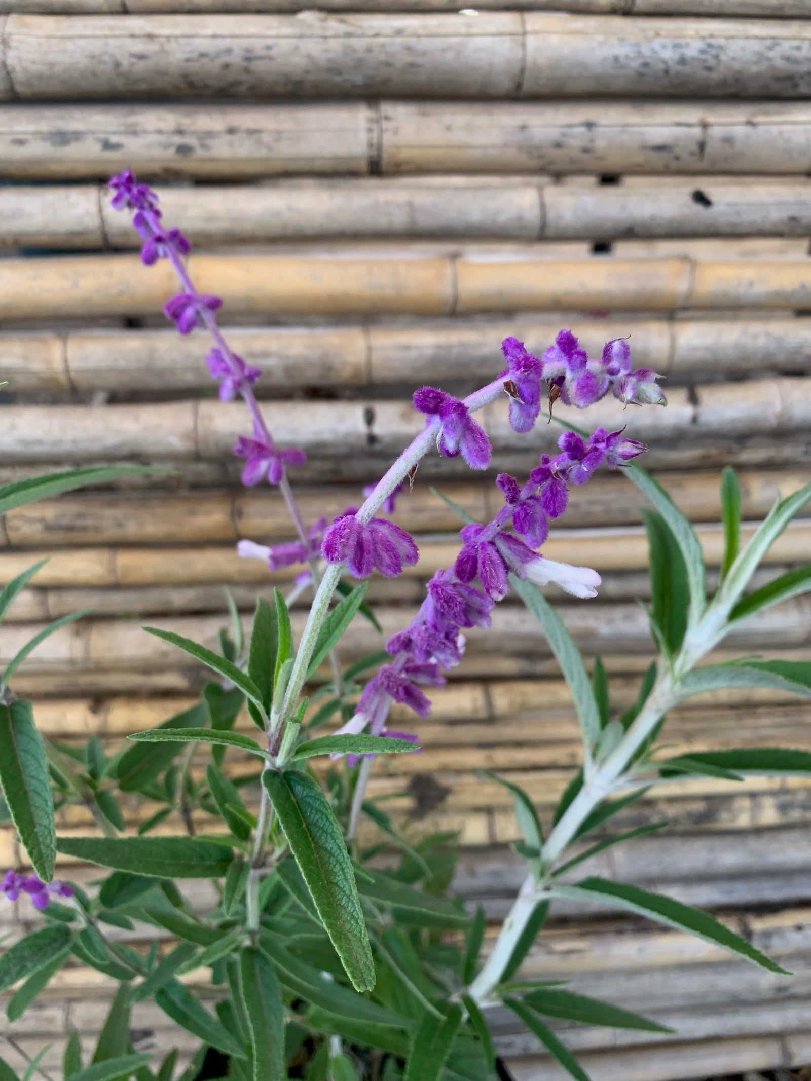 Salvia Leucanta - Salvia Leucantha