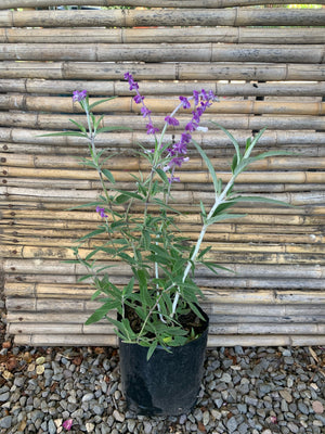 Salvia Leucanta - Salvia Leucantha