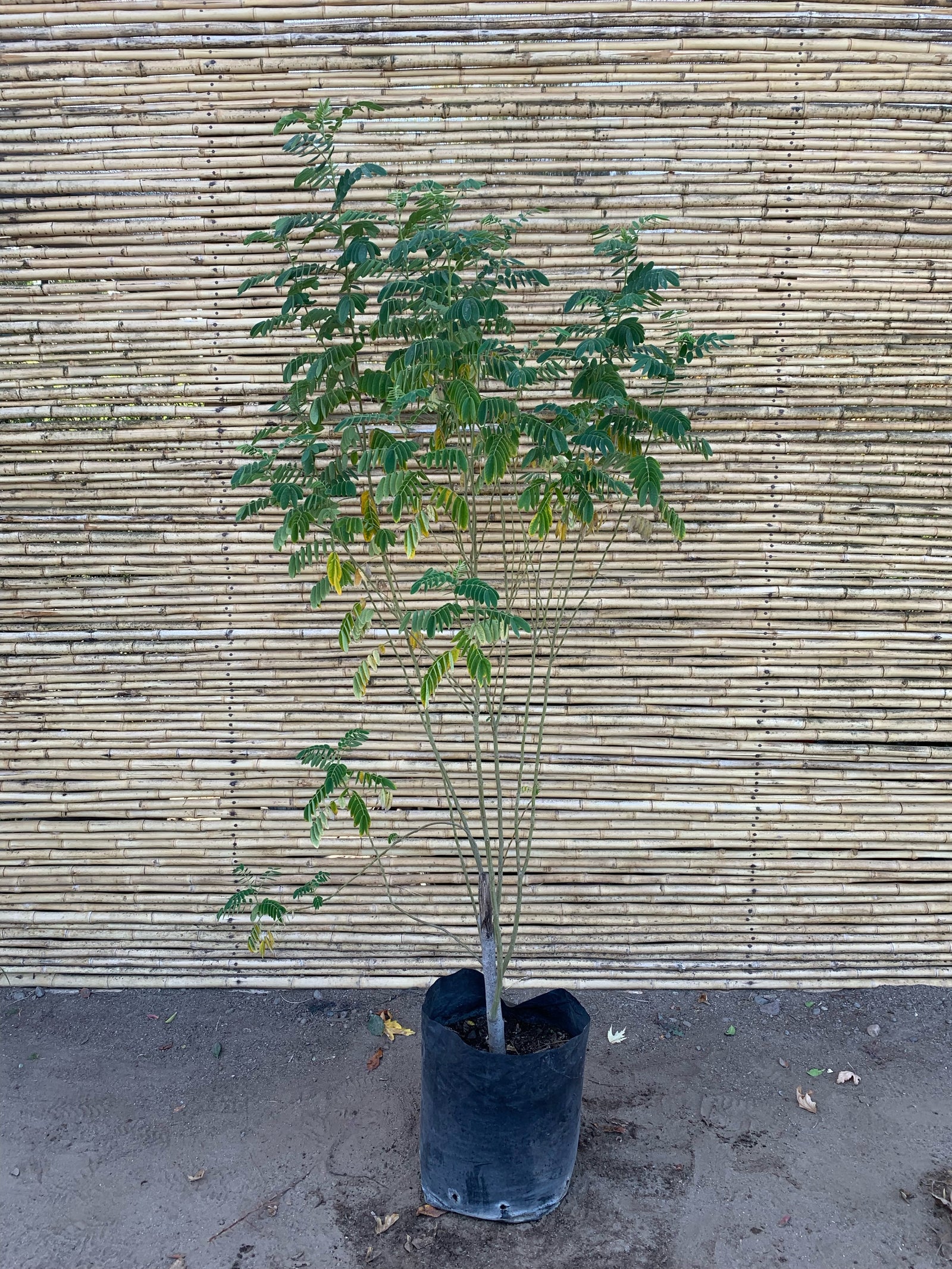 Mayú - Sophora macrocarpa
