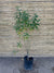 Mayú - Sophora macrocarpa