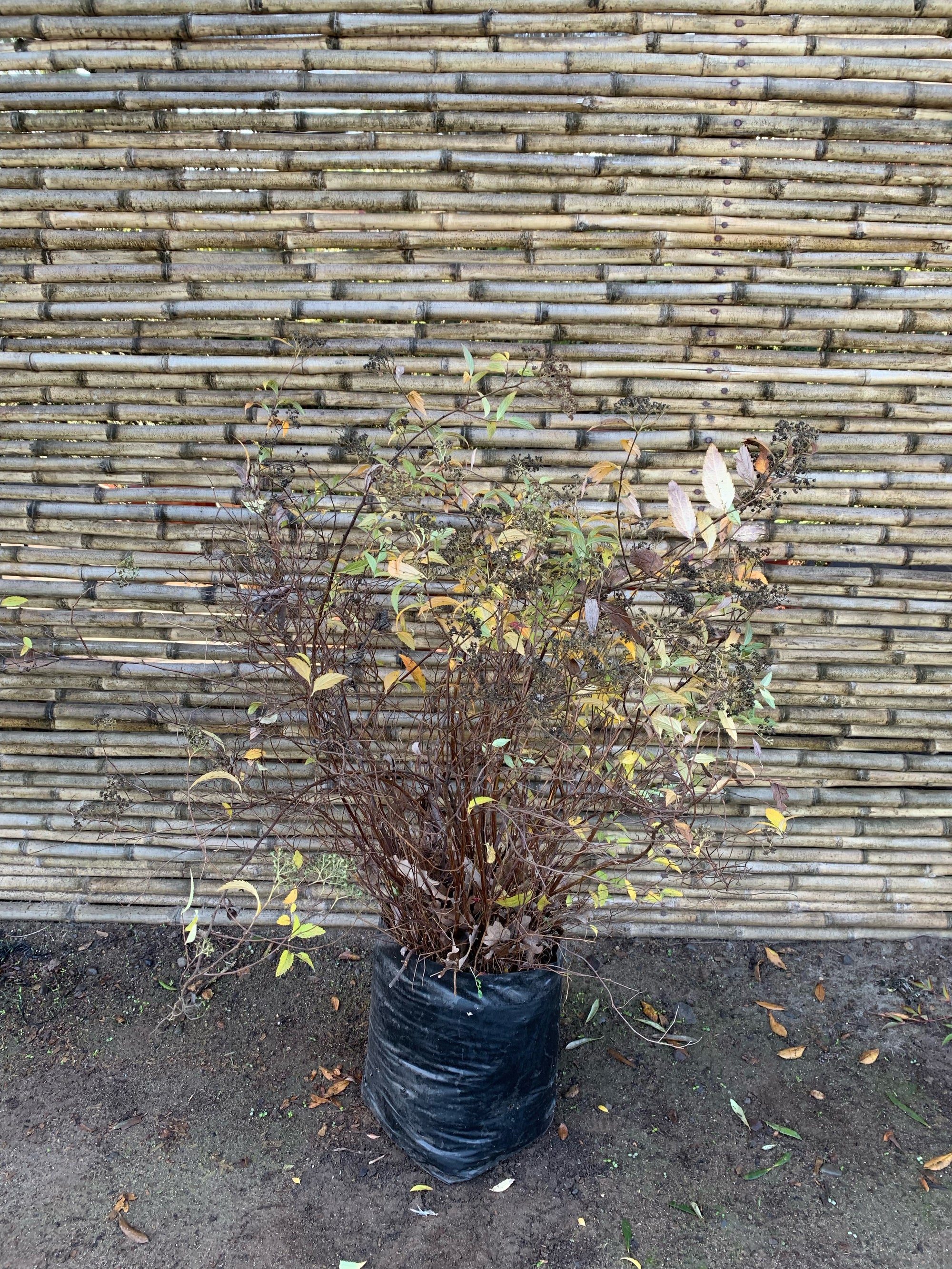 Spirea Bumalda