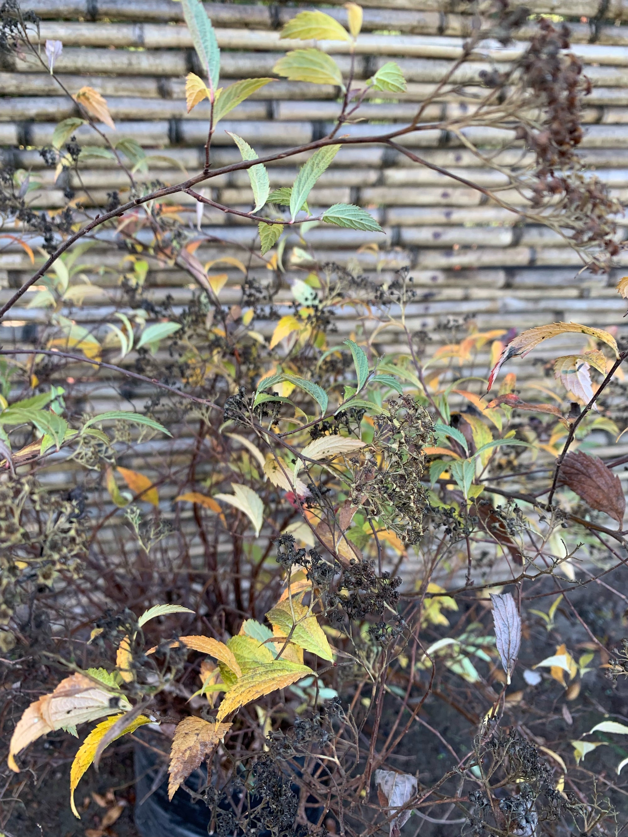 Spirea Bumalda
