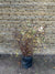 Spirea Bumalda