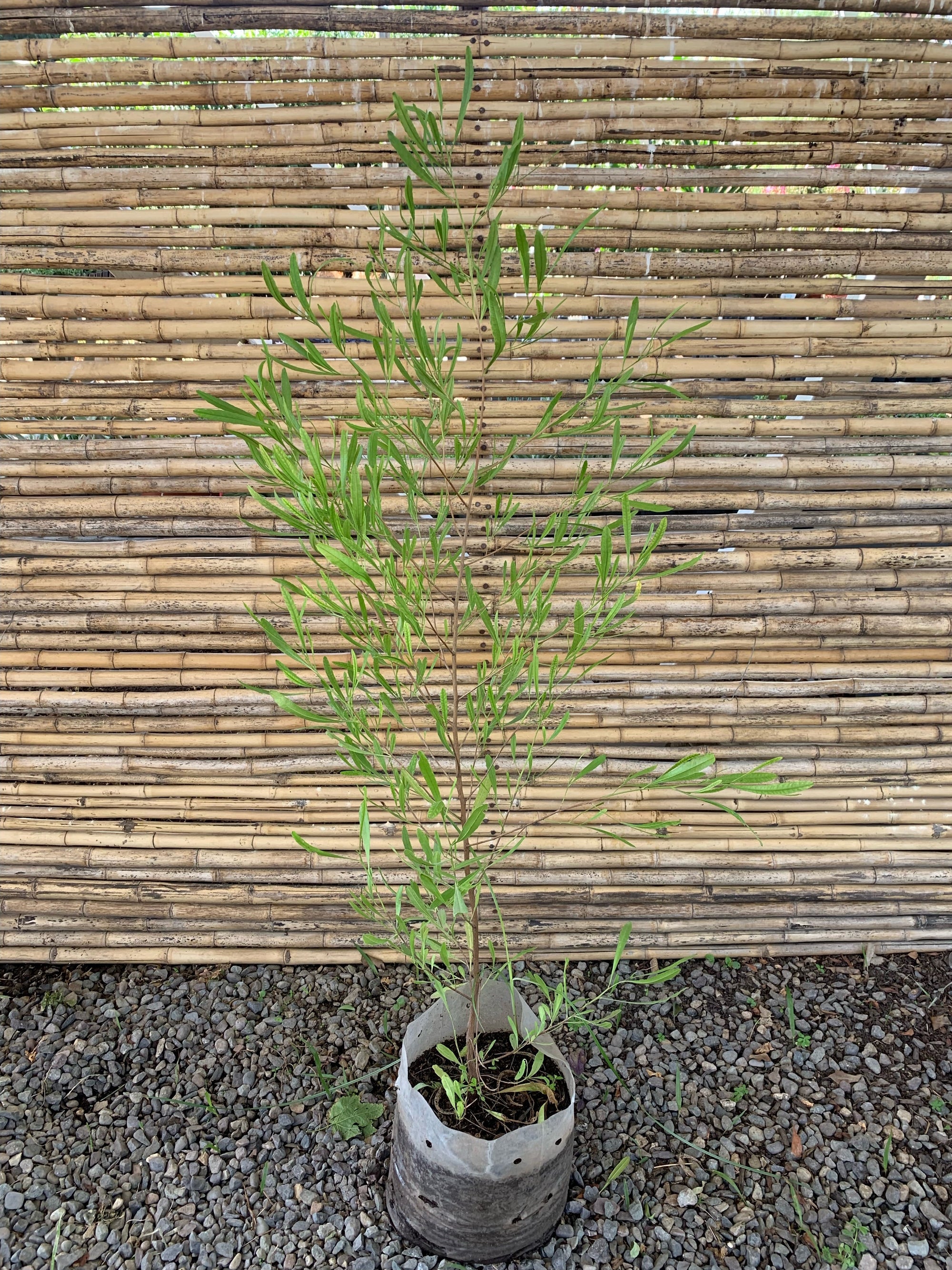 Stenocarpus Verde - Dodonaea Viscosa (2)