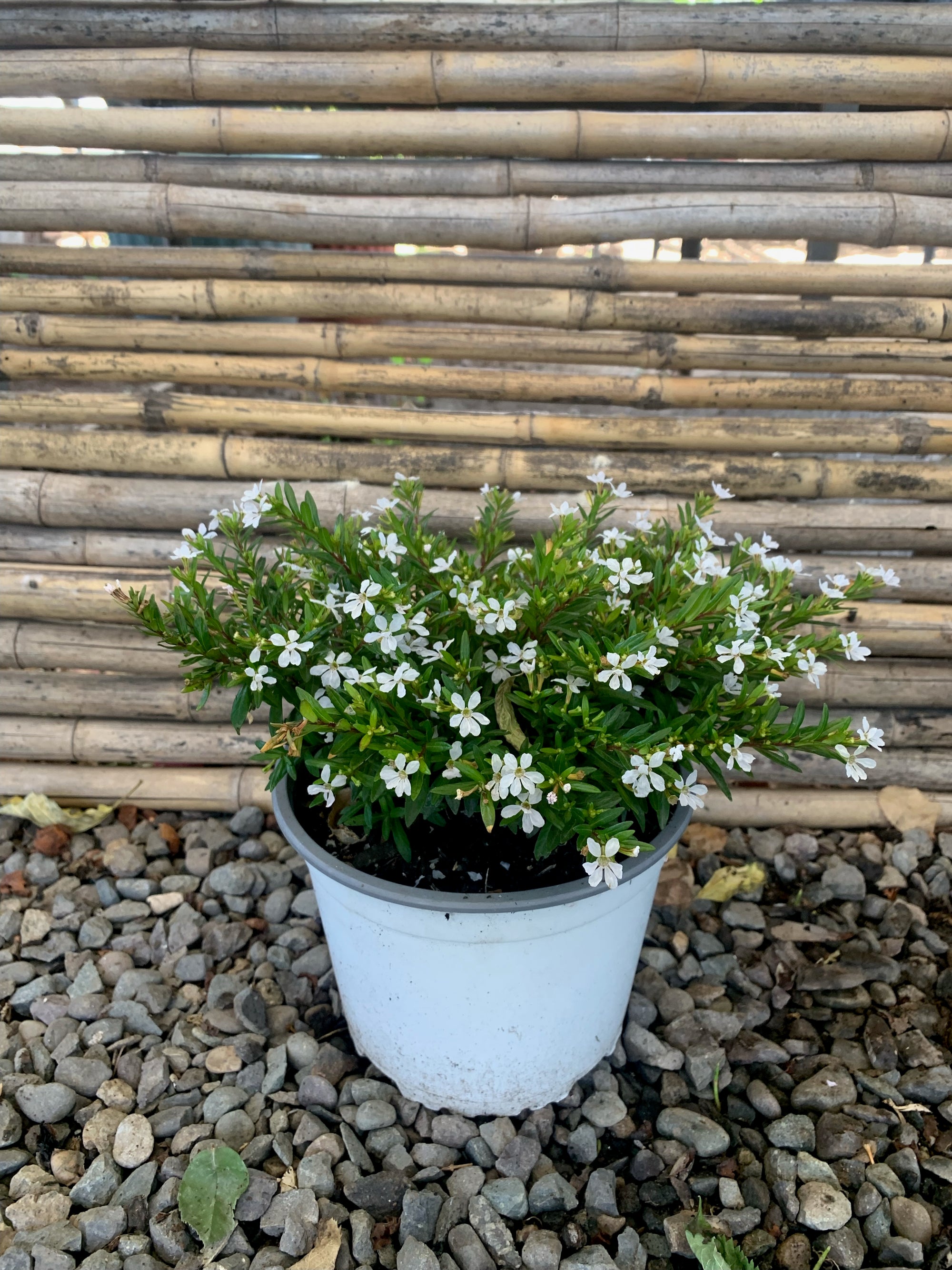 Verónica Colombiana - Cuphea Hyssopifolia  (Blanca)