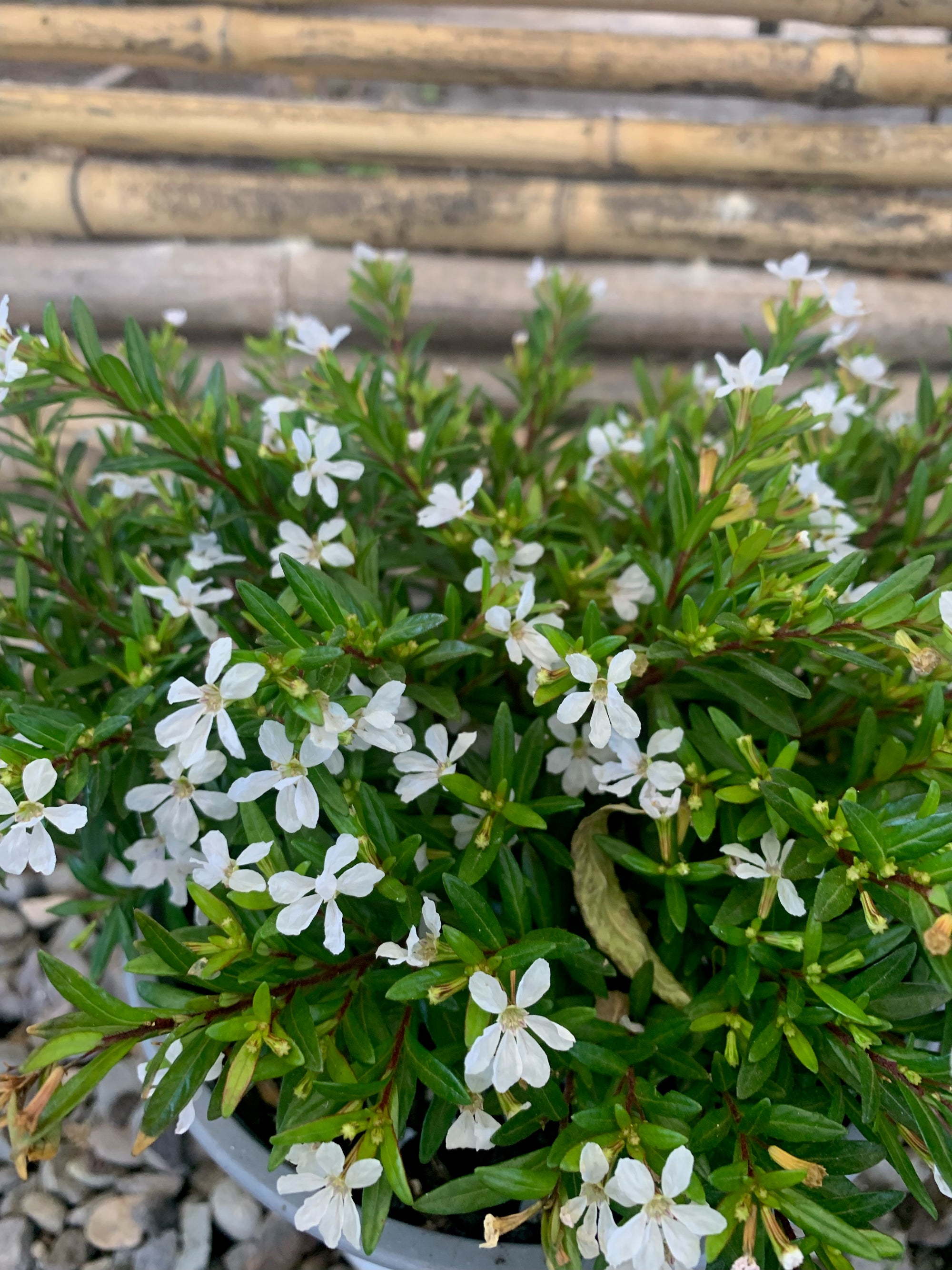 Verónica Colombiana - Cuphea Hyssopifolia  (Blanca)