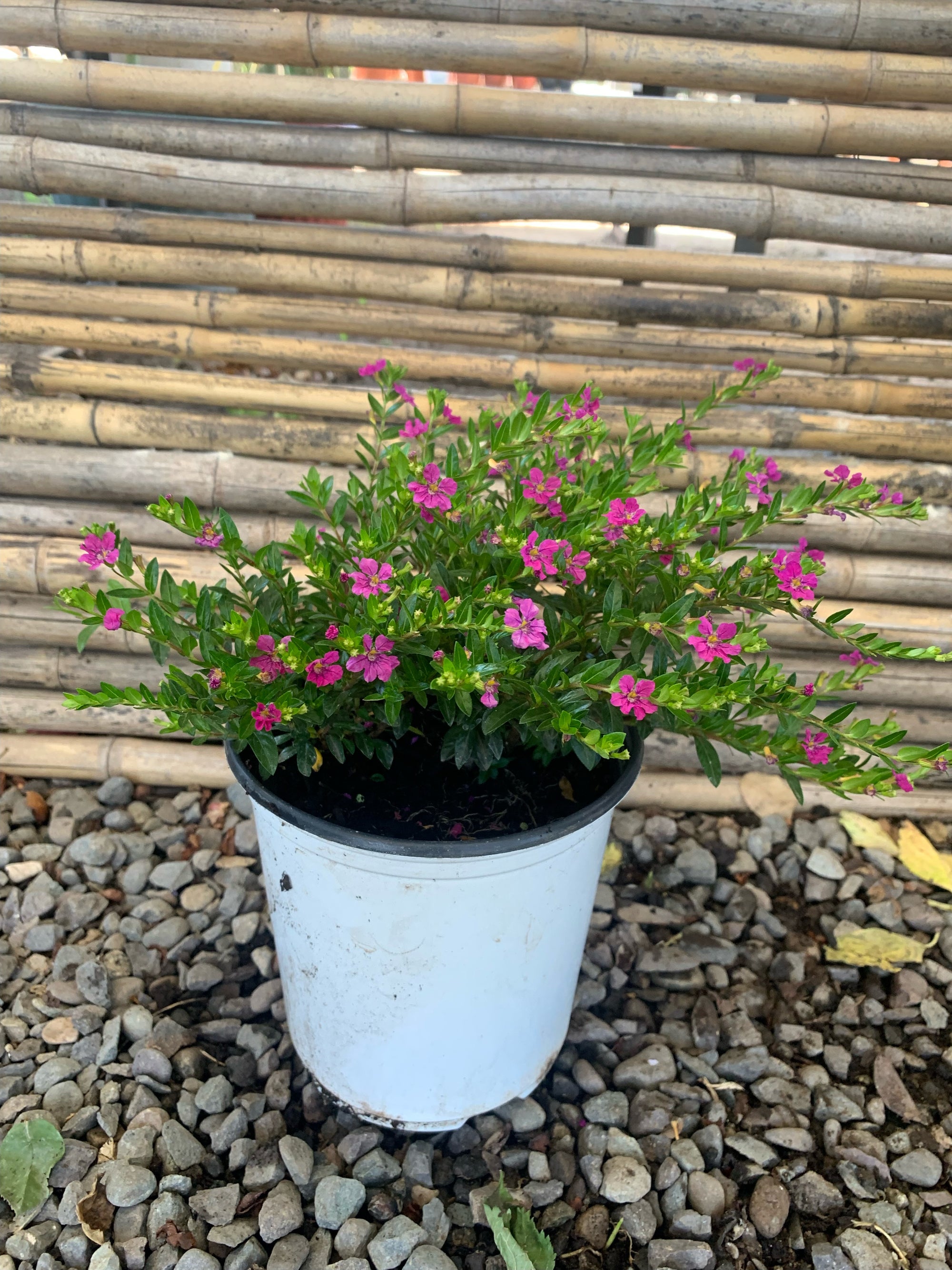 Verónica Colombiana - Cuphea Hyssopifolia  (Rosada)