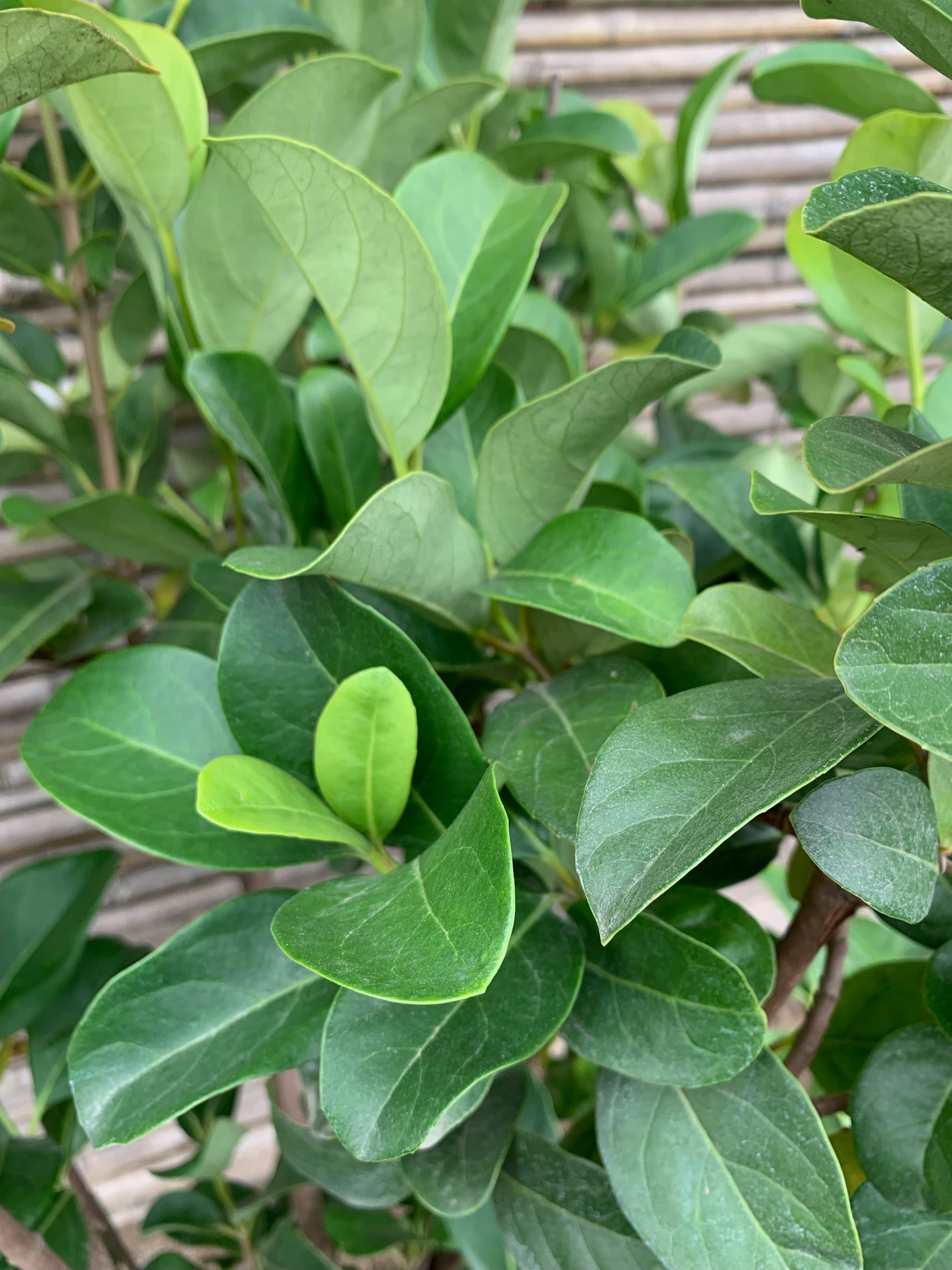 Viburnum Mascantha  (1.2 m.)