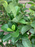 Viburnum Mascantha  (1.2 m.)