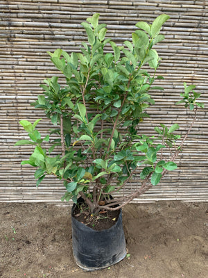 Viburnum Mascantha  (1.2 m.)