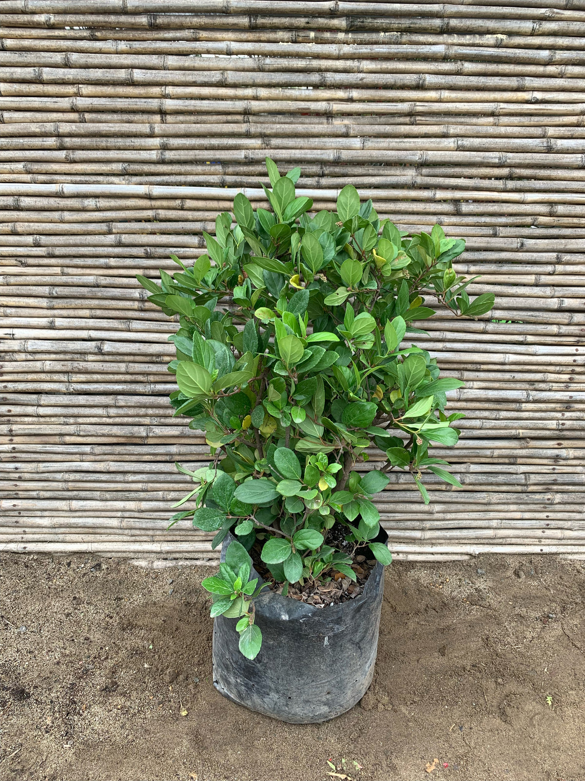 Viburno Rotundifolia - Viburnum Rhytidophyllum