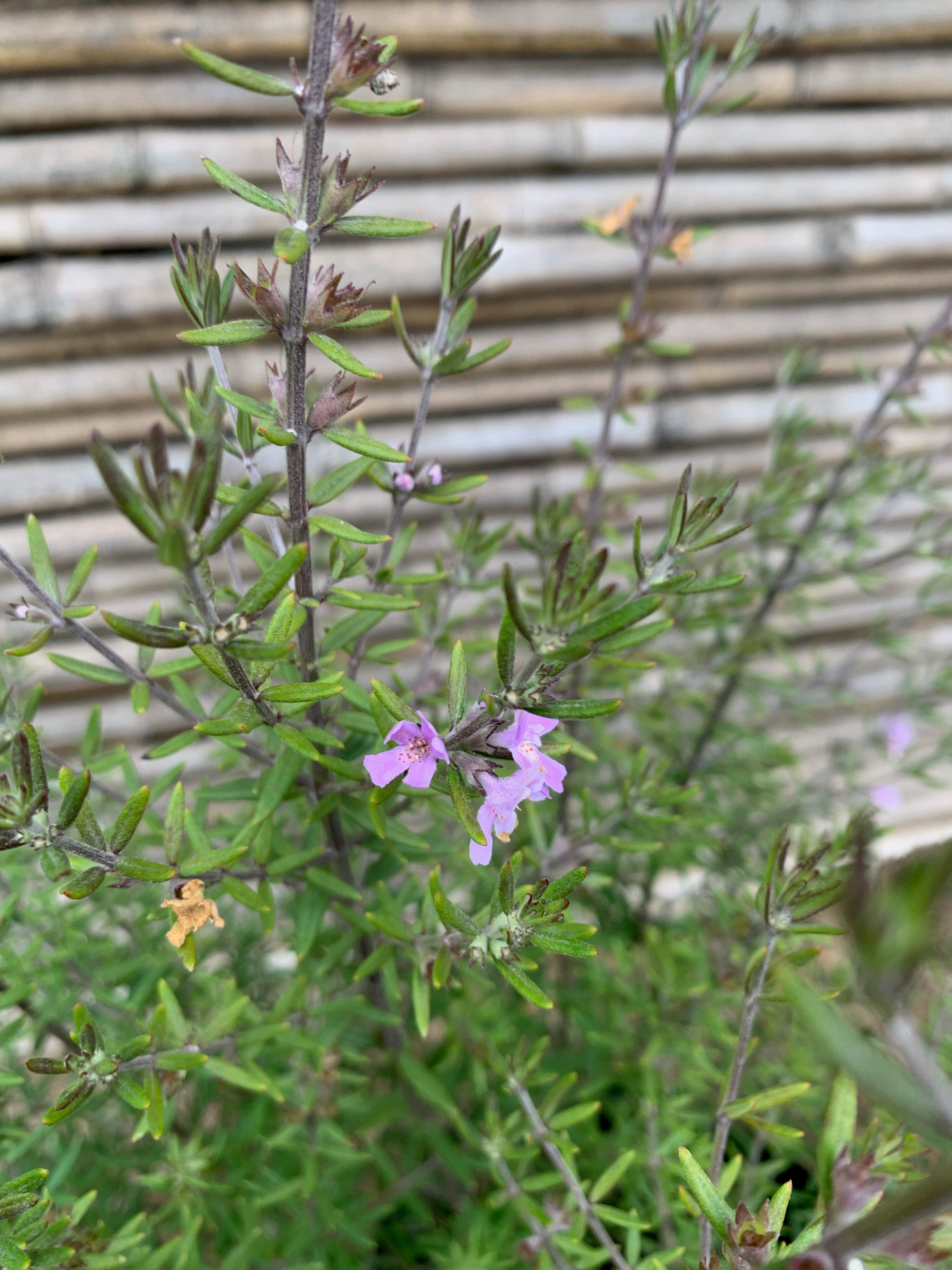 Westringia Lila