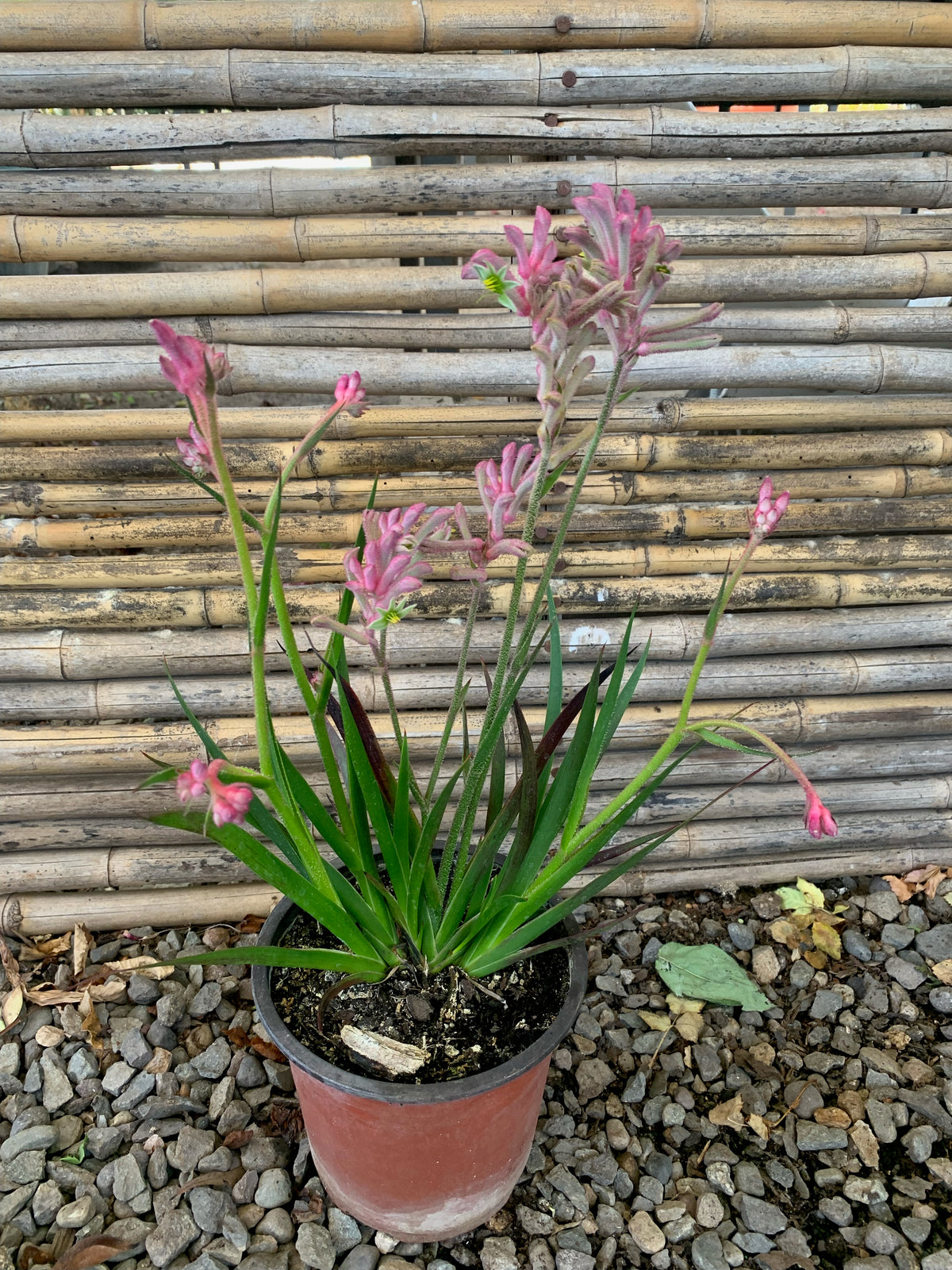 Anigozanthos (ROJO)