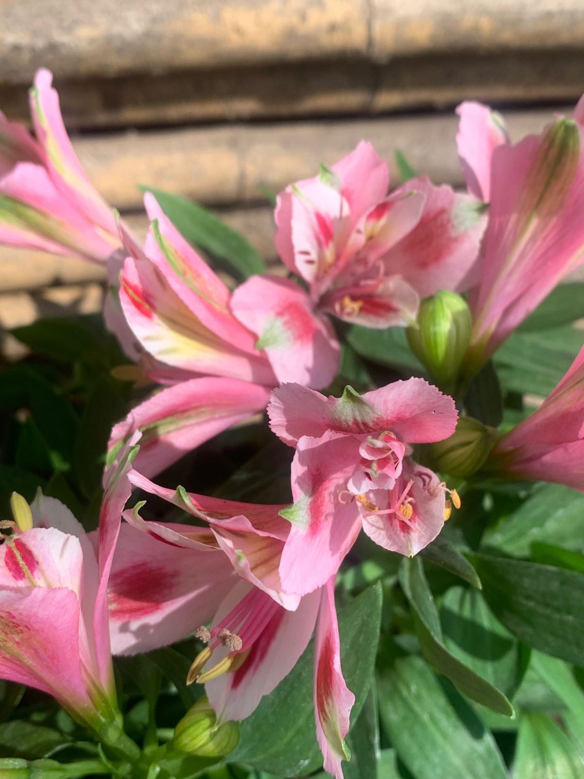 Astromerida enanas (Rosado Claro)