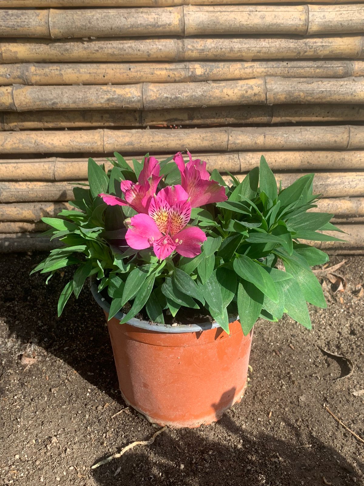 Astromerida enanas (Rosado Oscuro)