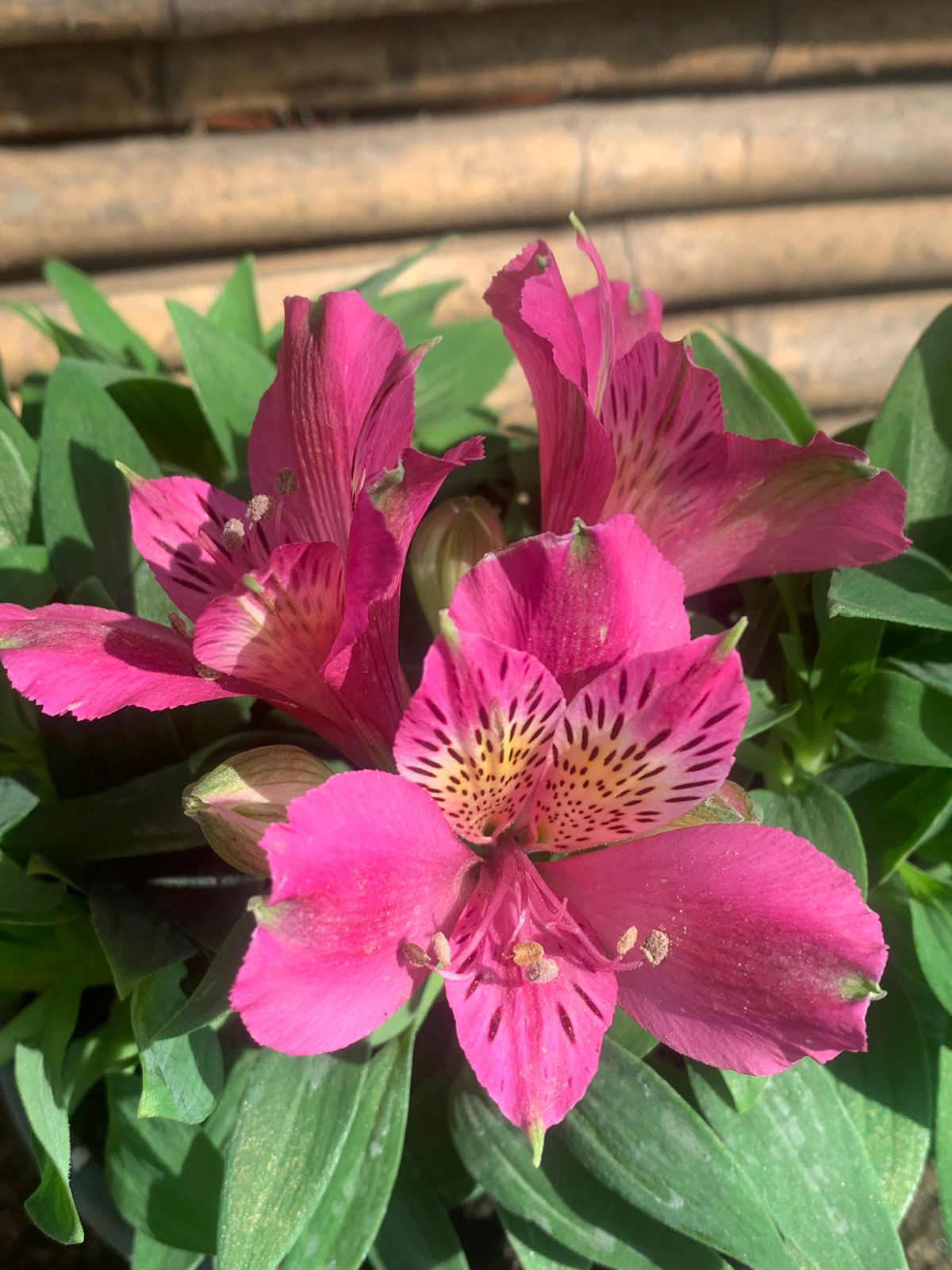 Astromerida enanas (Rosado Oscuro)