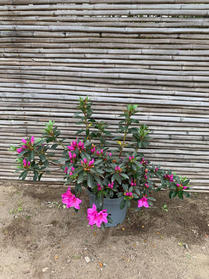 Azalea
