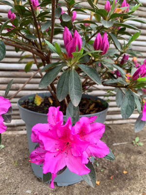 Azalea