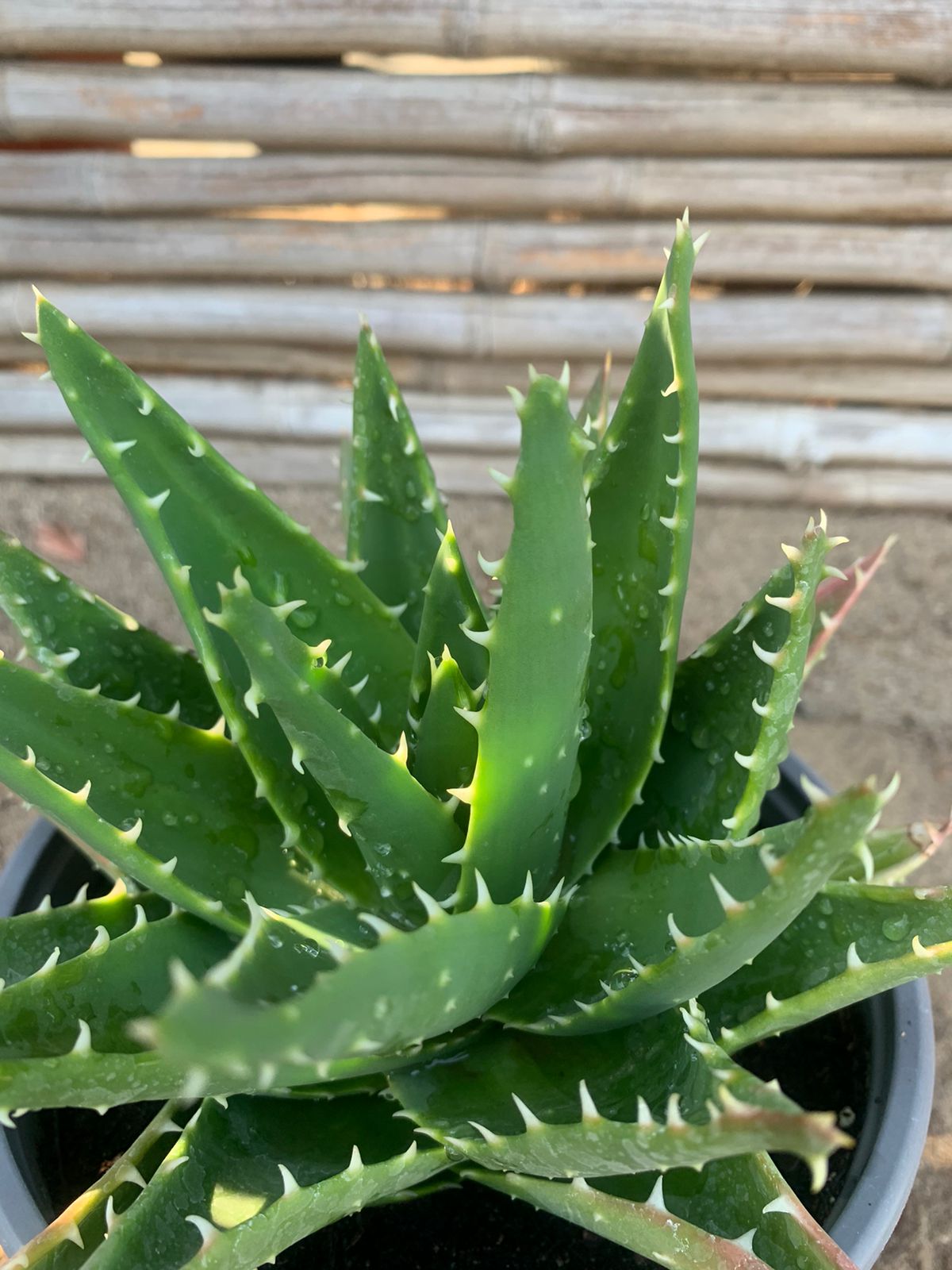 Aloe diente de cocodrilo