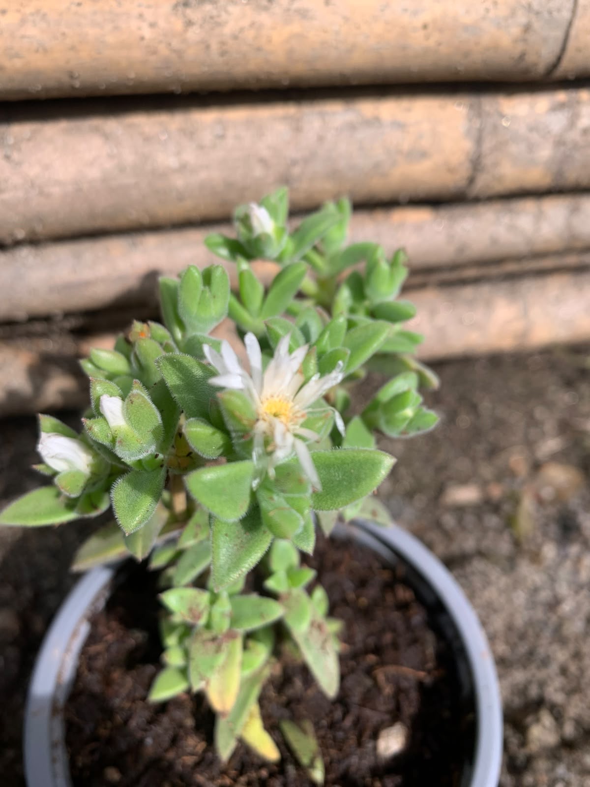 Doquilla Blanca