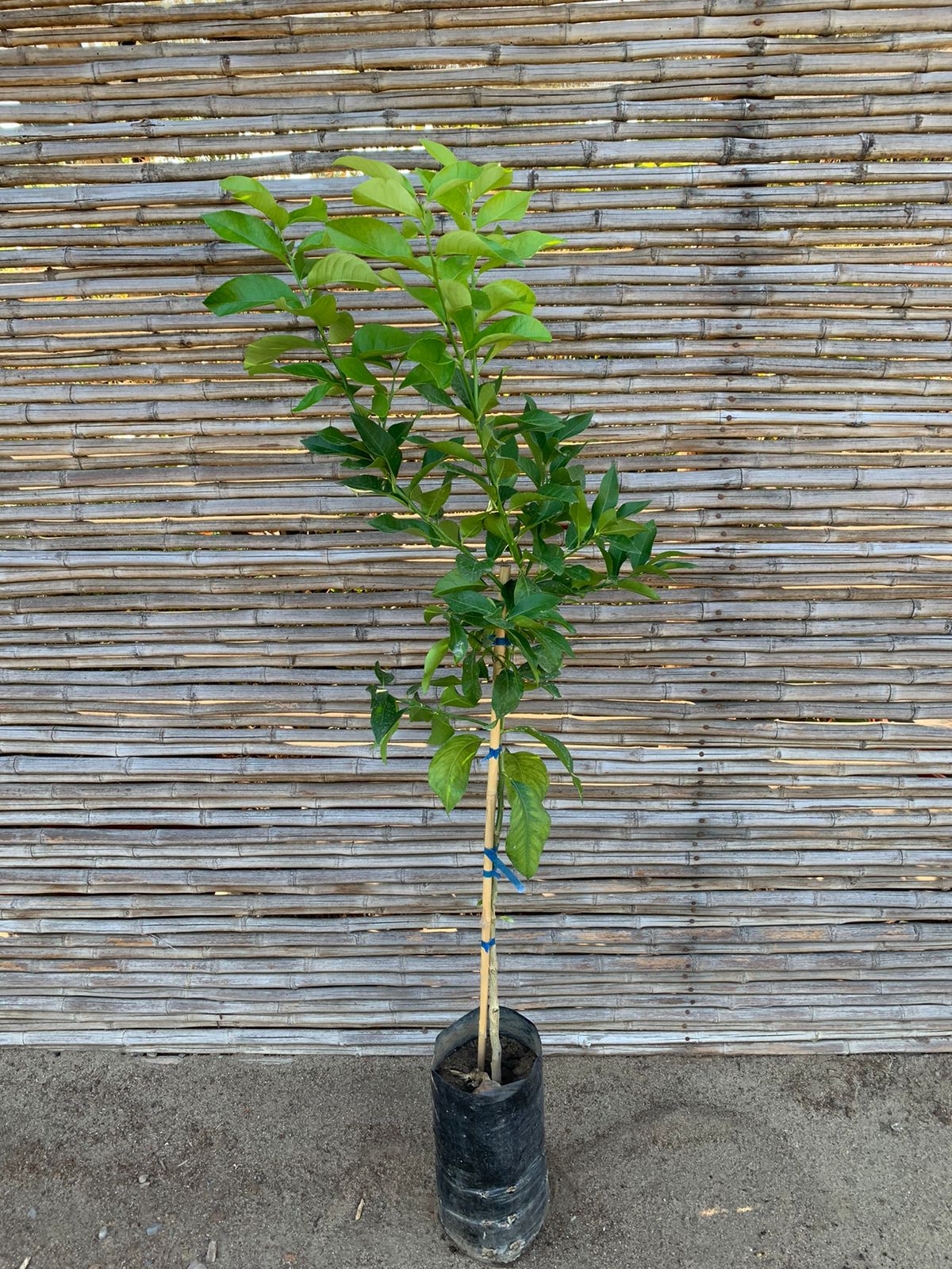 Limón Eureka