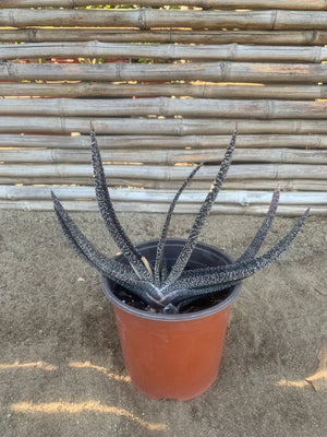 Gasteria Carinata