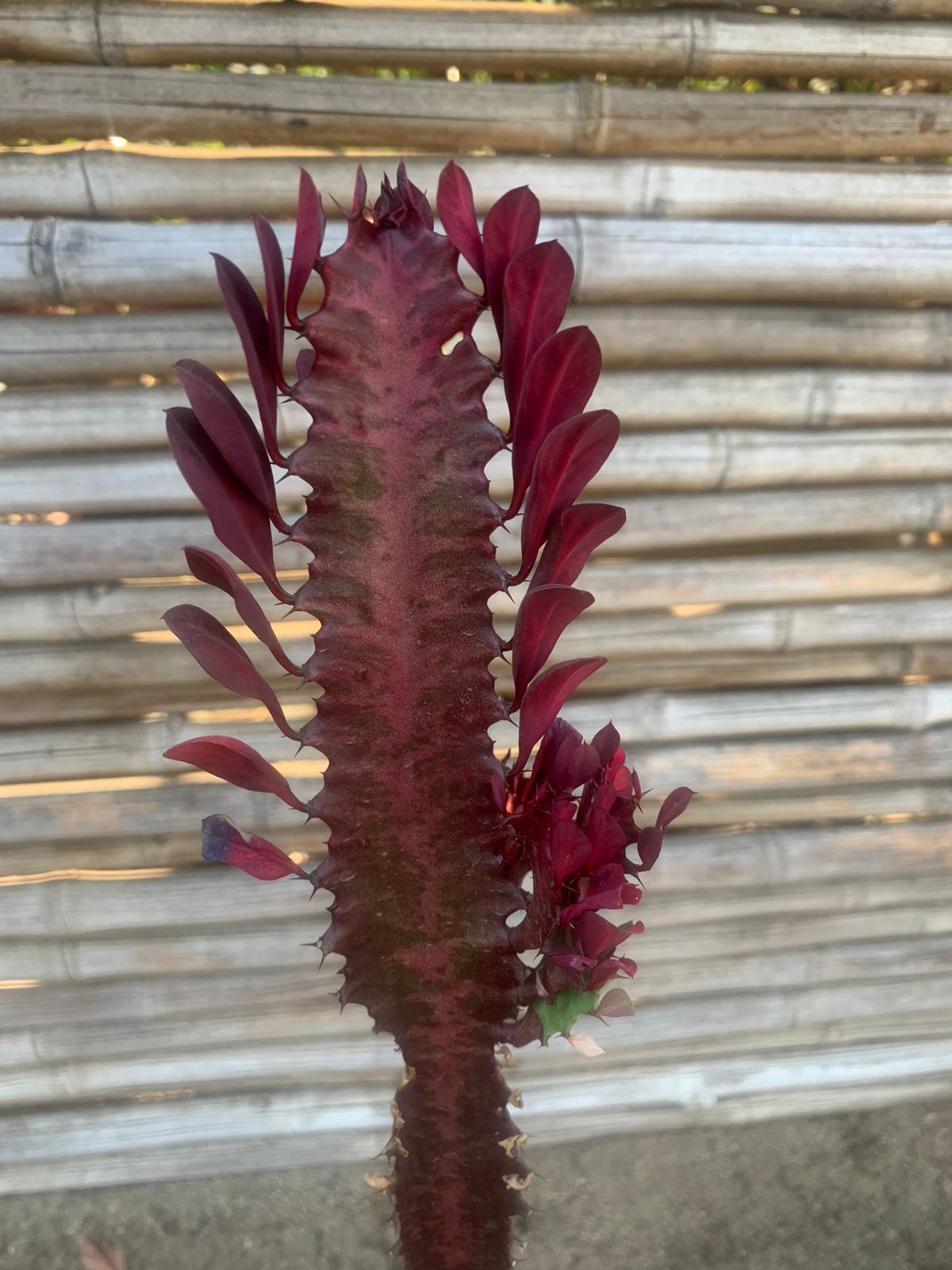 Cactus Catedral Rojo