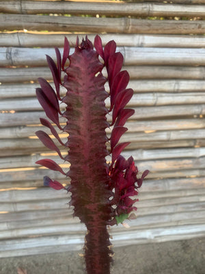 Cactus Catedral Rojo