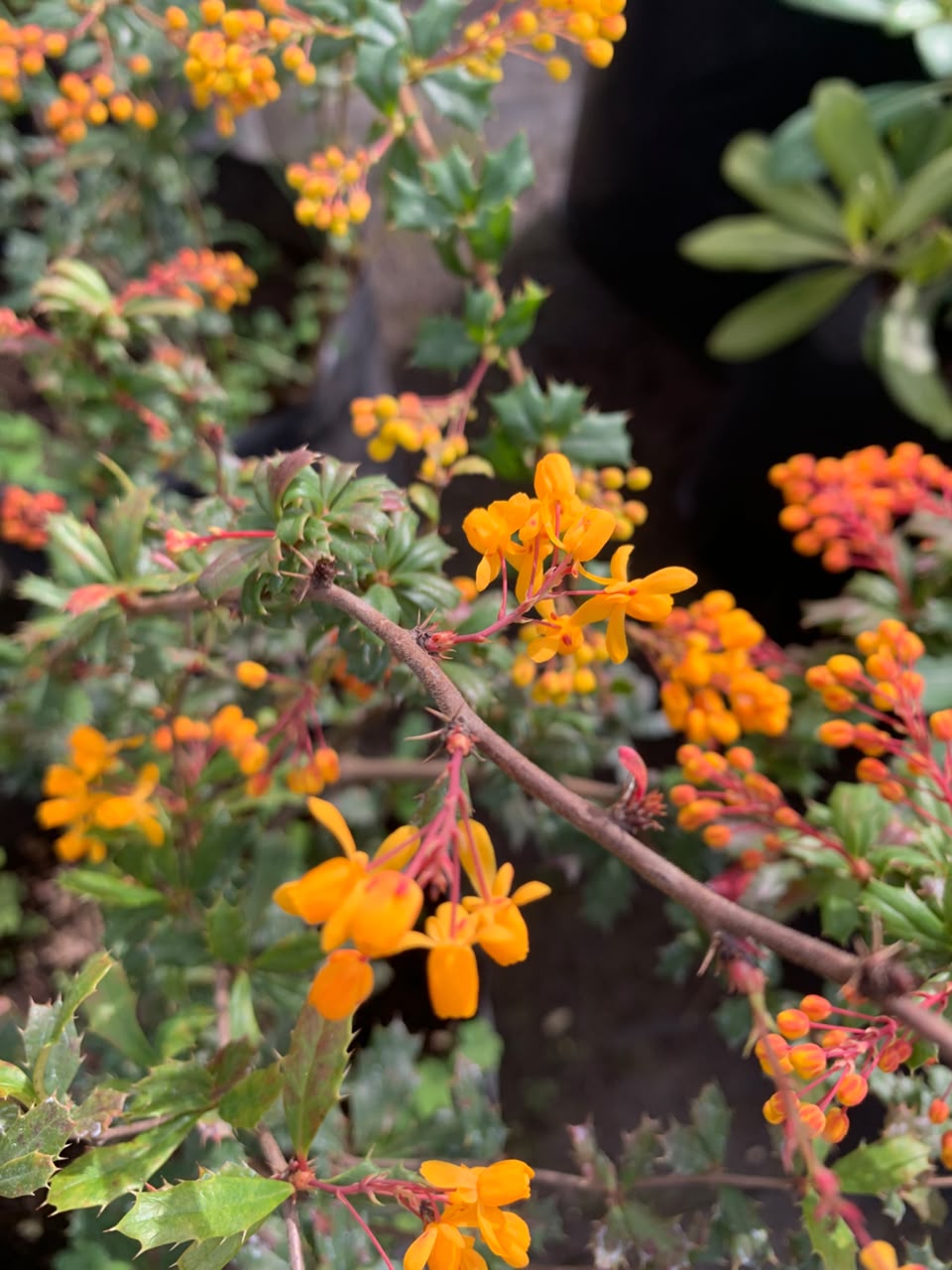 Berberis Michay Darwini - Berberis darwinii
