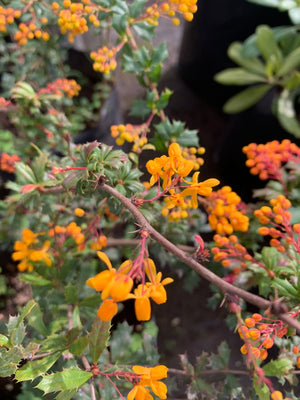 Berberis Michay Darwini - Berberis darwinii