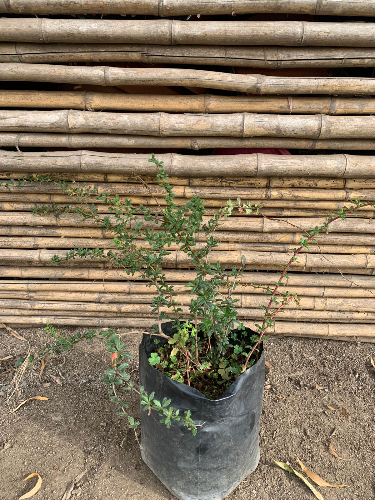 Berberis michay darwini