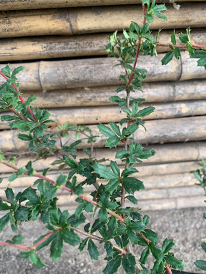 Berberis michay darwini