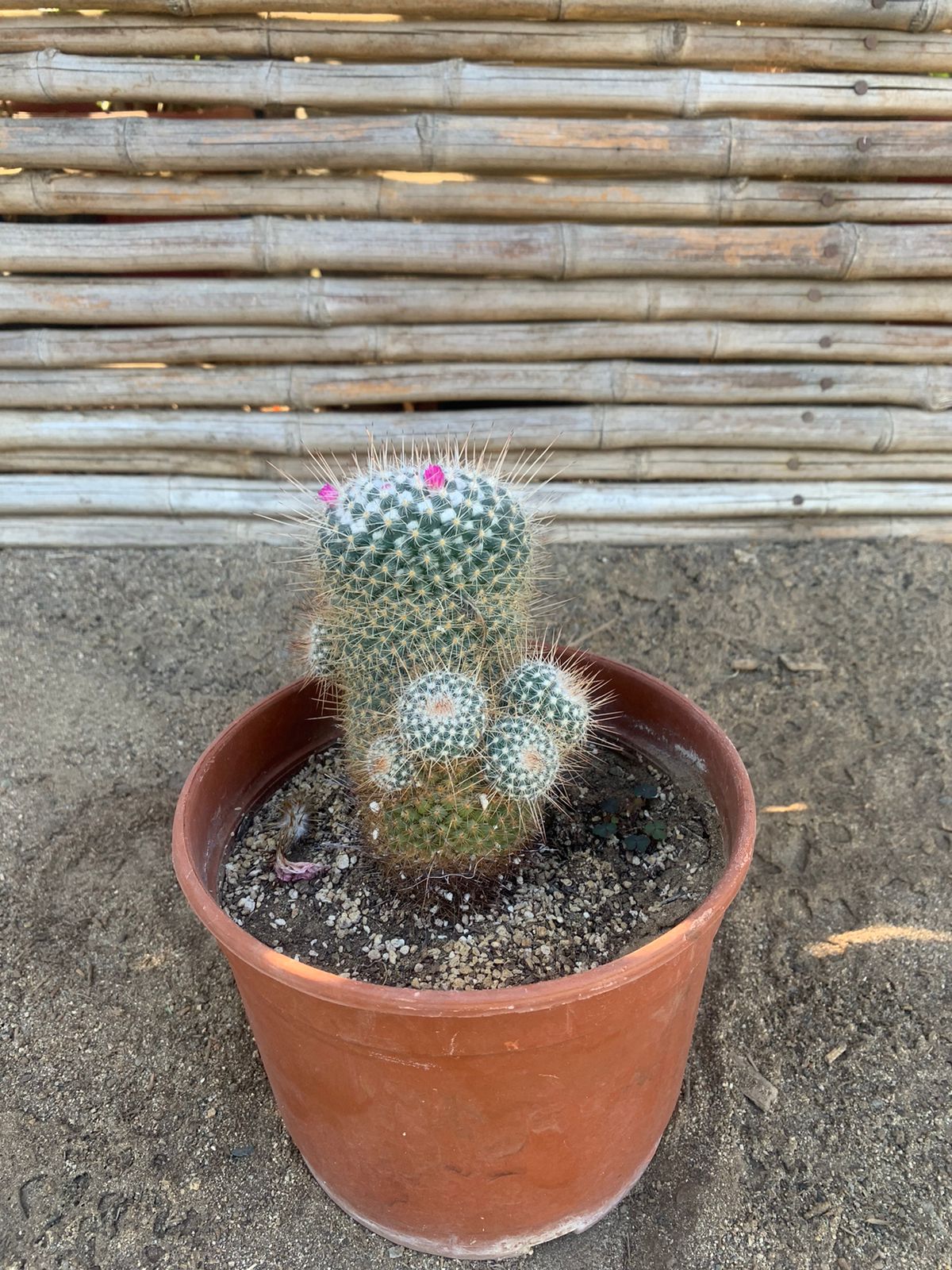 Cactus Biznaga de Matuda