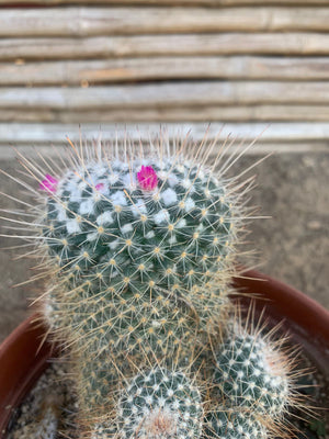 Cactus Biznaga de Matuda