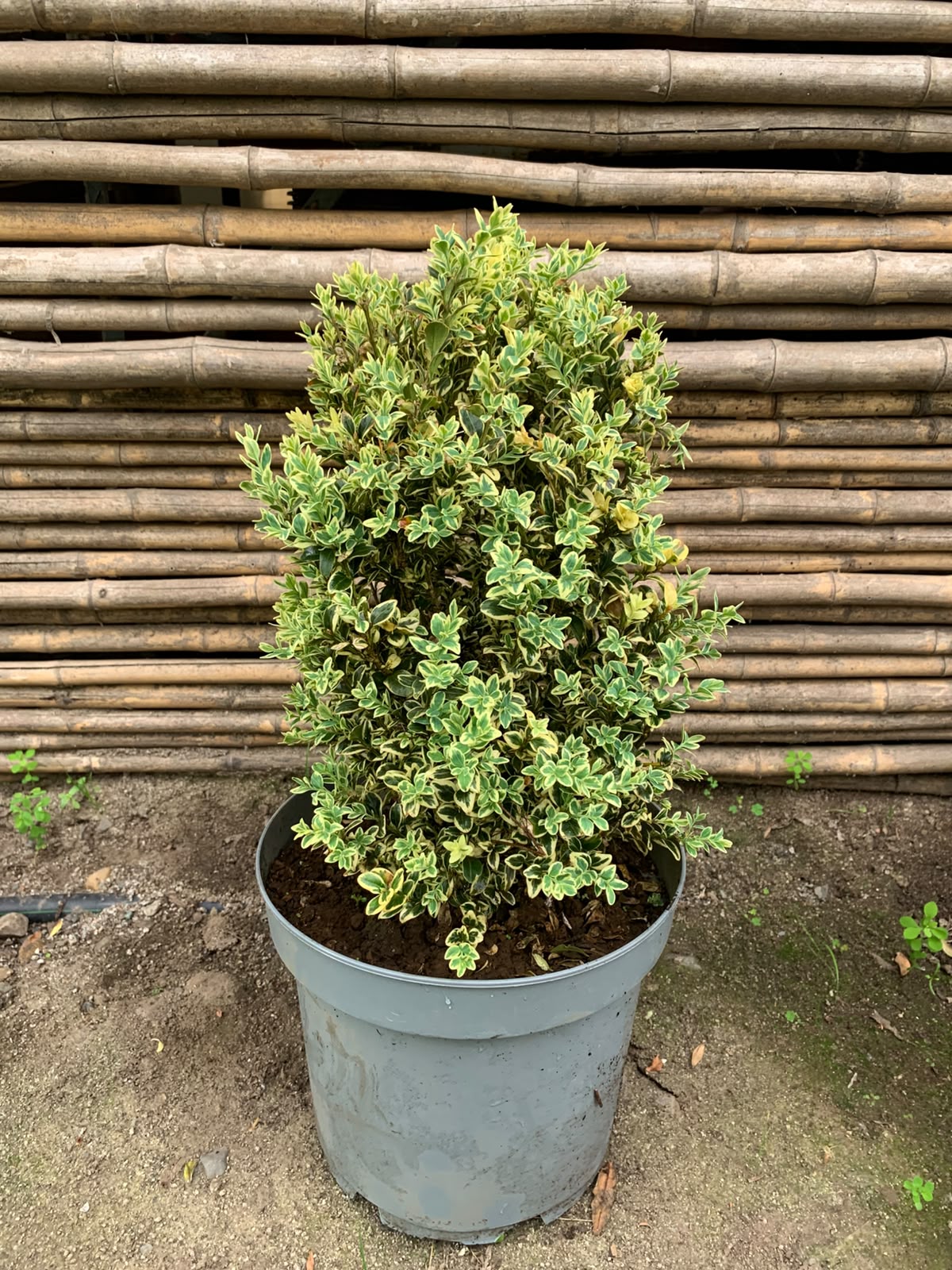 Boj Variegado - Buxus Sempervirens Variegata (Frondoso 40 - 50 cm)