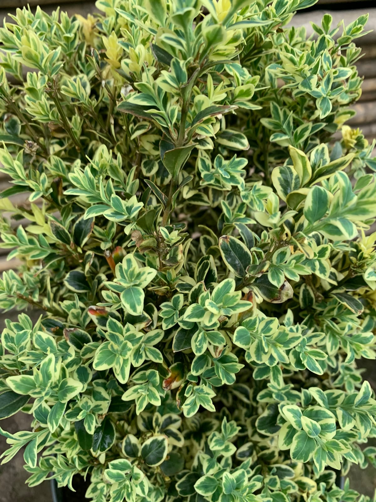 Boj Variegado - Buxus Sempervirens Variegata (Frondoso 40 - 50 cm)