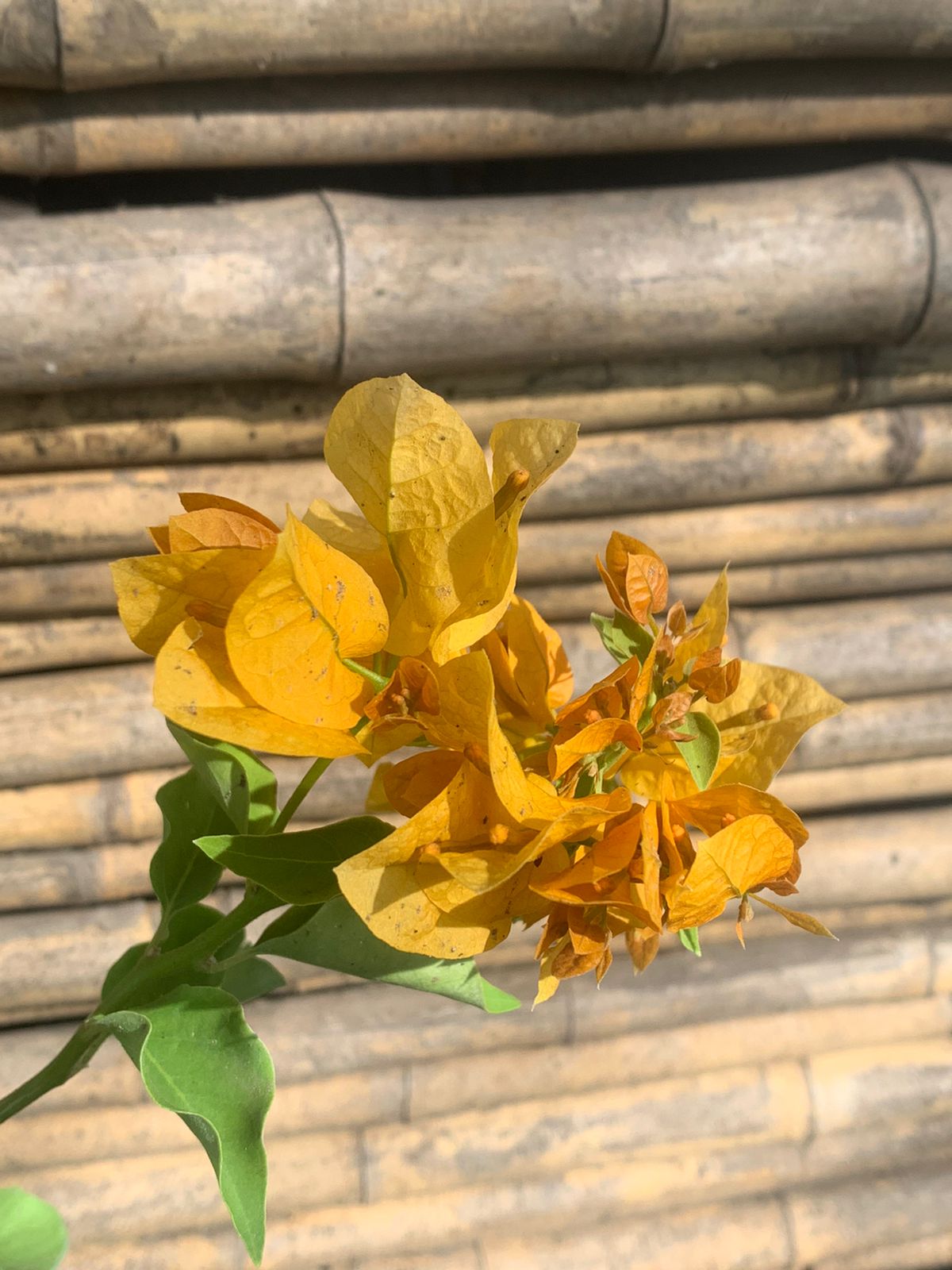 Bougainvillea rastrera