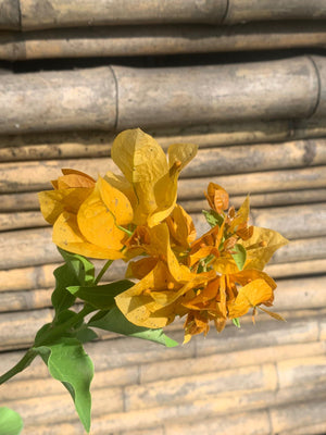 Bougainvillea rastrera