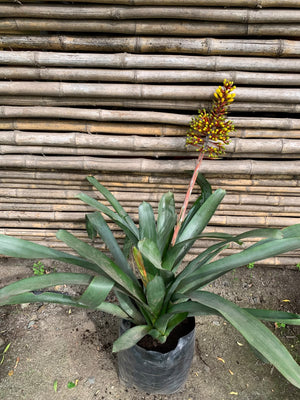 Bromelia - Aechmea fasciata