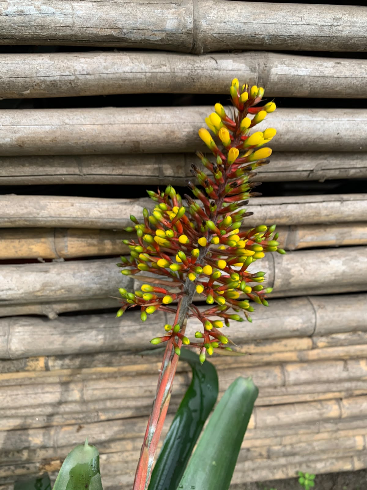 Bromelia - Aechmea fasciata