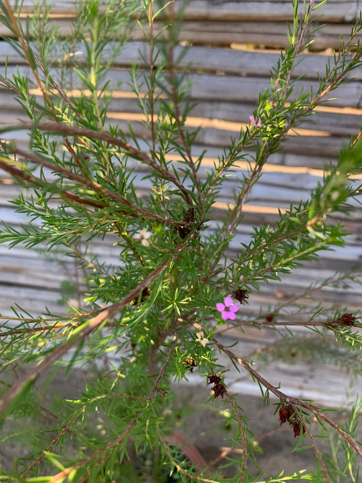 Diosma verde arbustivo
